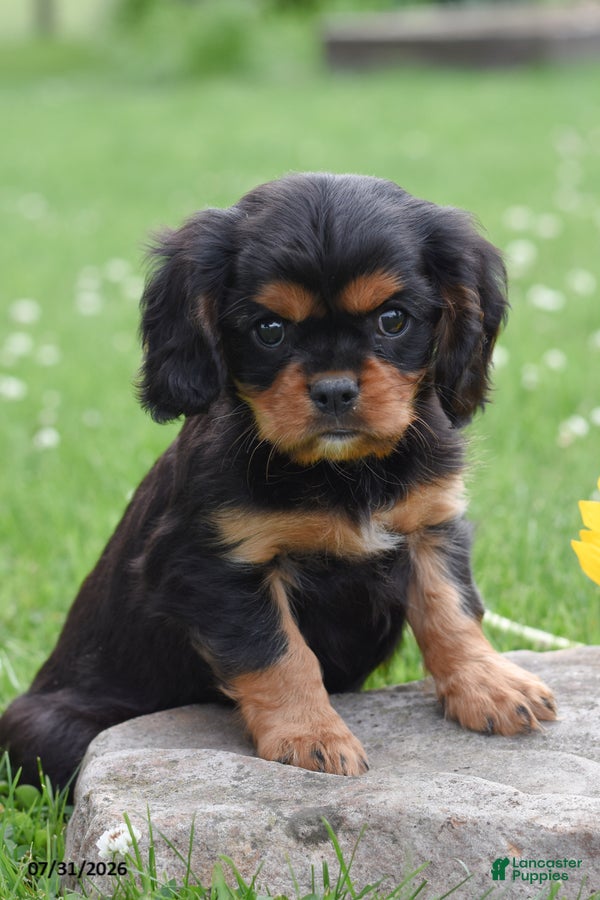 Cavalier King Charles Spaniel dogs Dexter - Ad 1