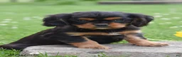 Cavalier King Charles Spaniel dogs for sale: Dexter - Ad 1