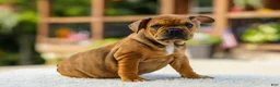 French Bulldog dogs for sale: Olive – Fawn Brindle/White - Ad 2