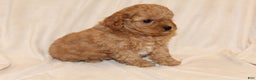 Cavapoo dogs for sale: Ginger - Ad 2