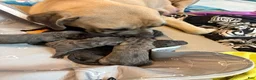 Cane Corso dogs for sale: Russet - Ad 3