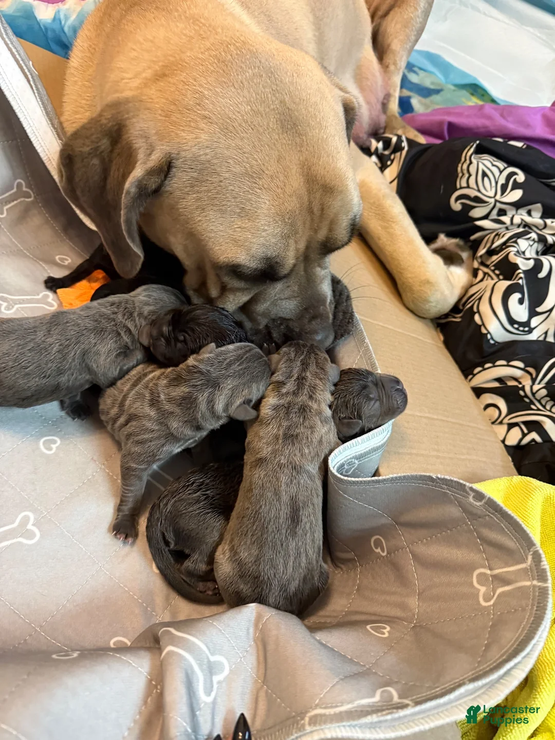 Cane Corso dogs for sale: Russet - Ad 3