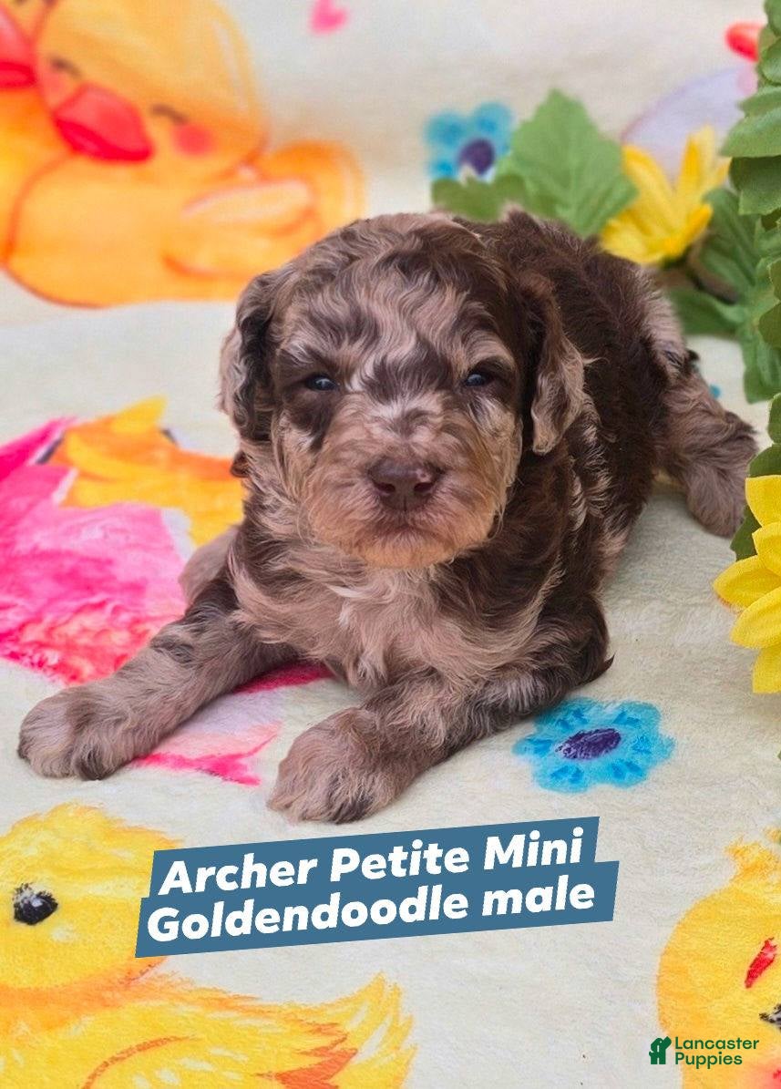 Mini Goldendoodle dogs Archer - Ad 20