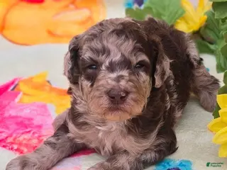 Mini Goldendoodle dogs Archer - Ad 20