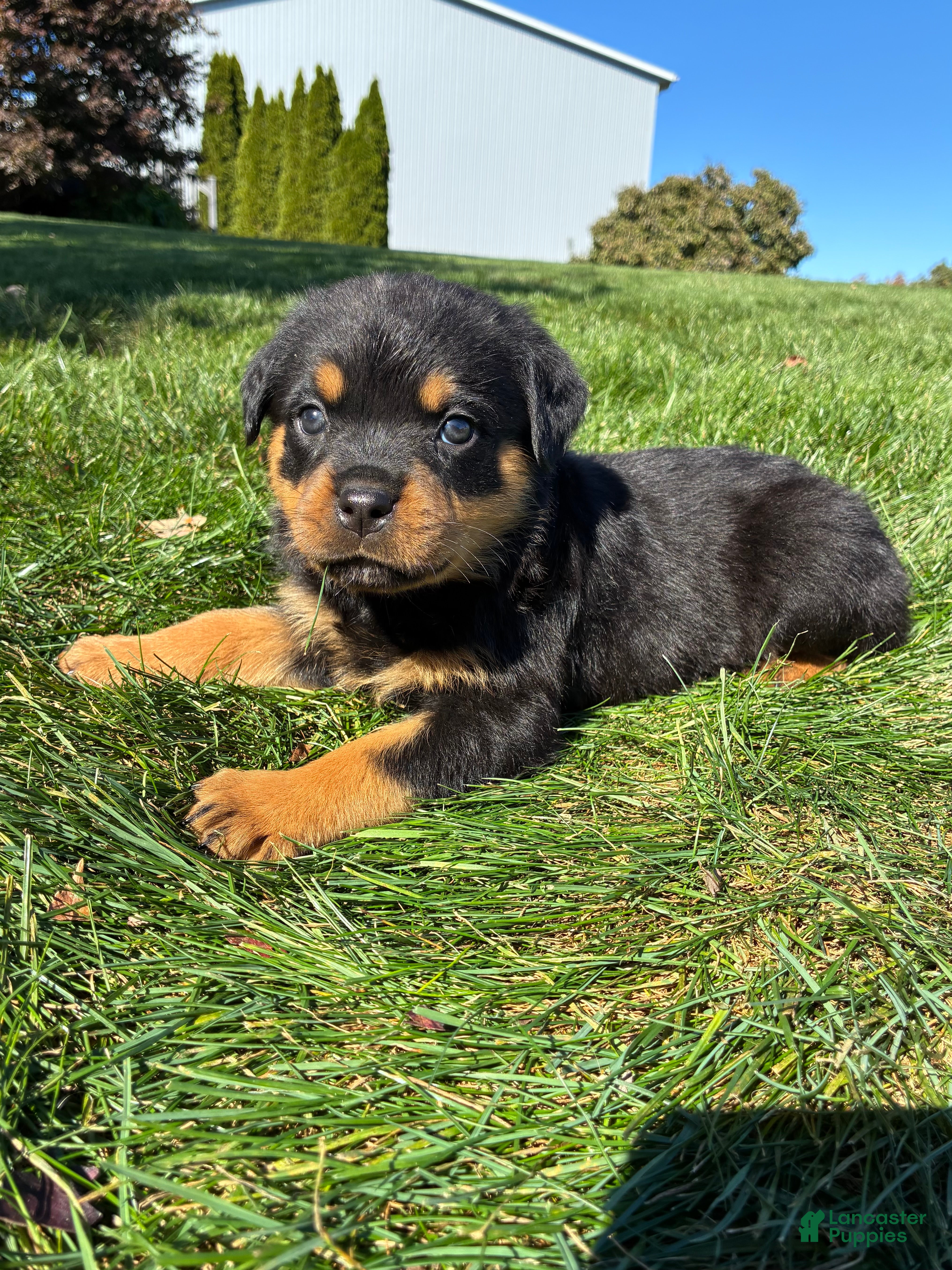 Rottweiler dogs for sale: Rosie - Ad 1