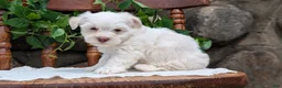 Havanese dogs for sale: Nemo - Ad 3