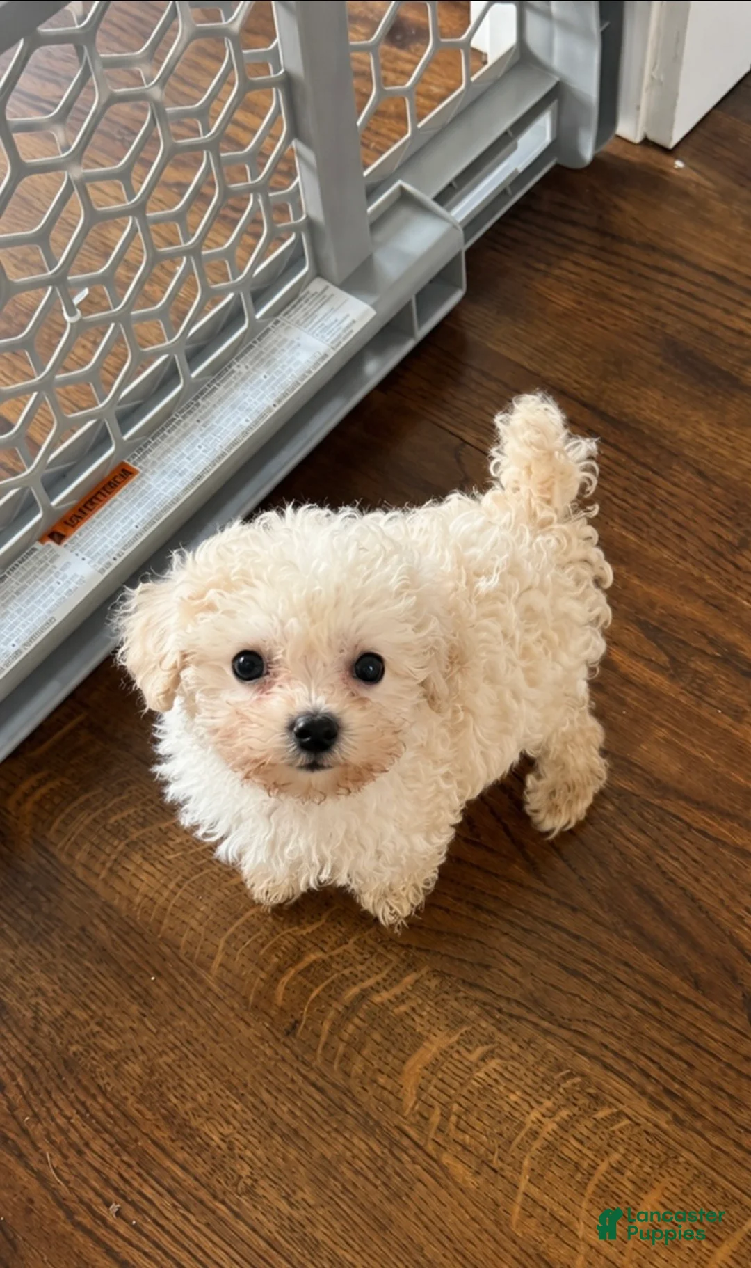 Shihpoo dogs for sale: Tator - Ad 2