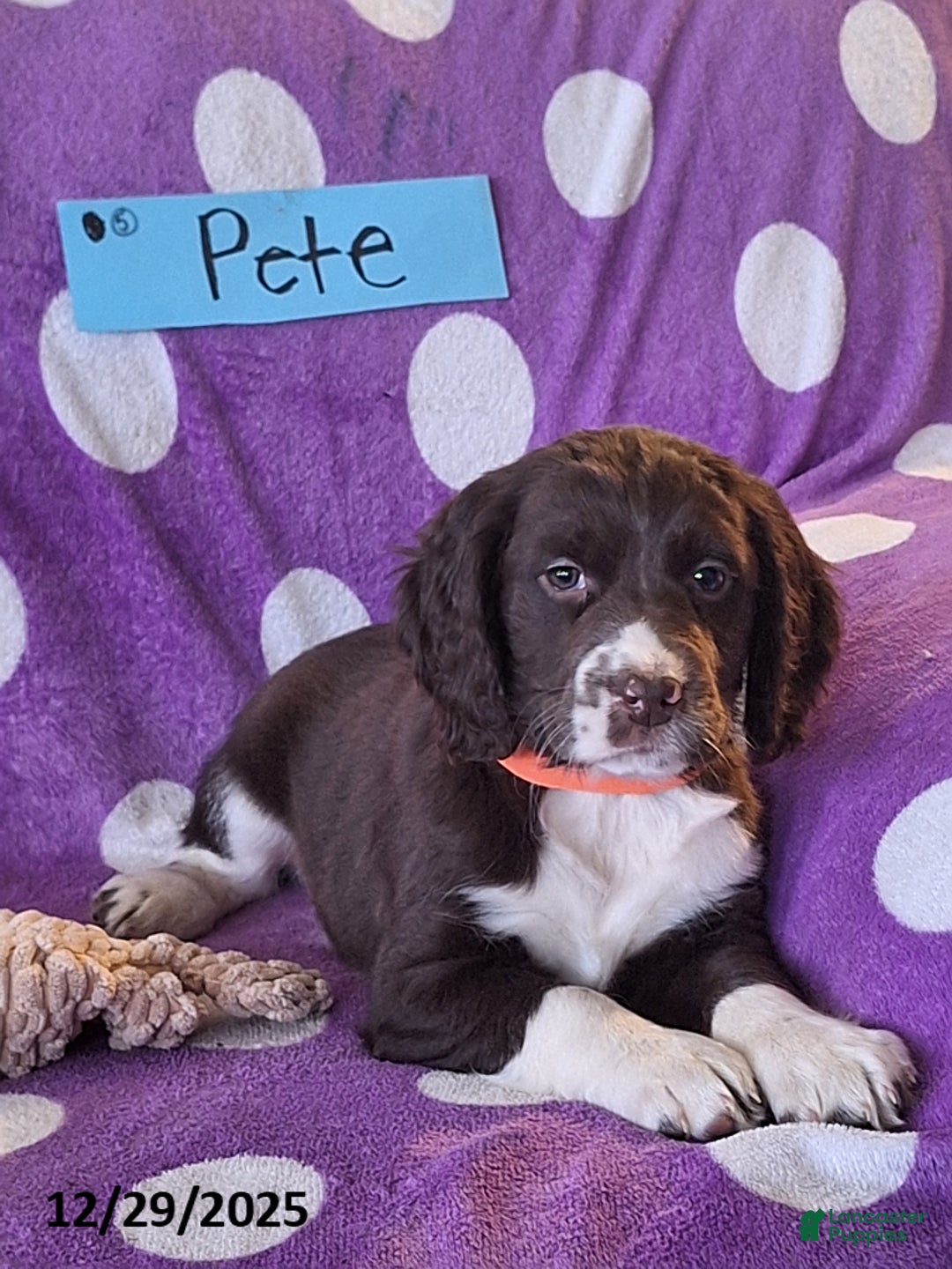 English Springer Spaniel dogs for sale: Pete - Ad 2