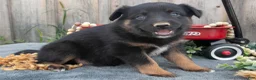 Mixed Breed dogs for sale: Gianna - Ad 3