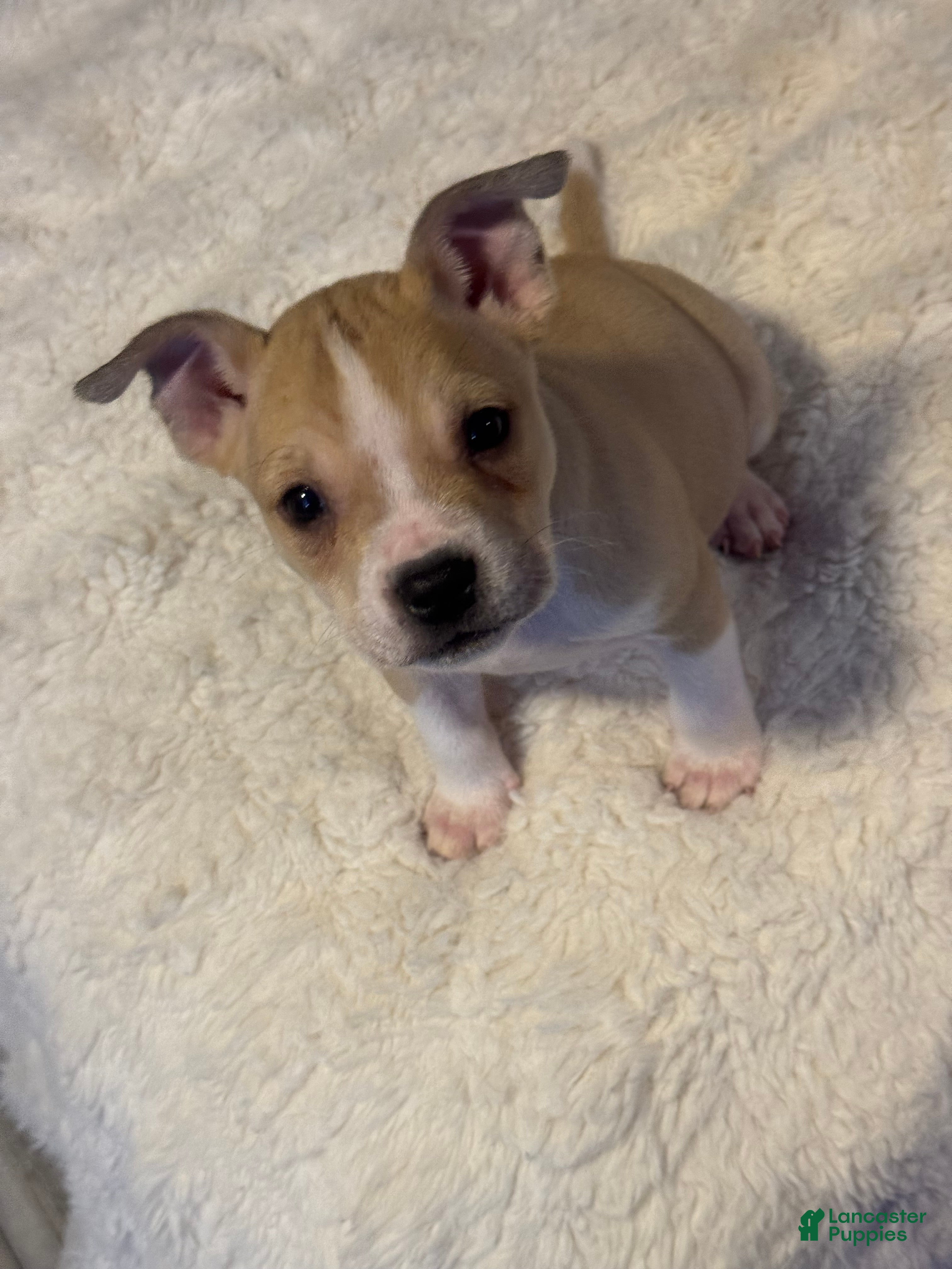 Mixed Breed dogs Latte - Ad 17