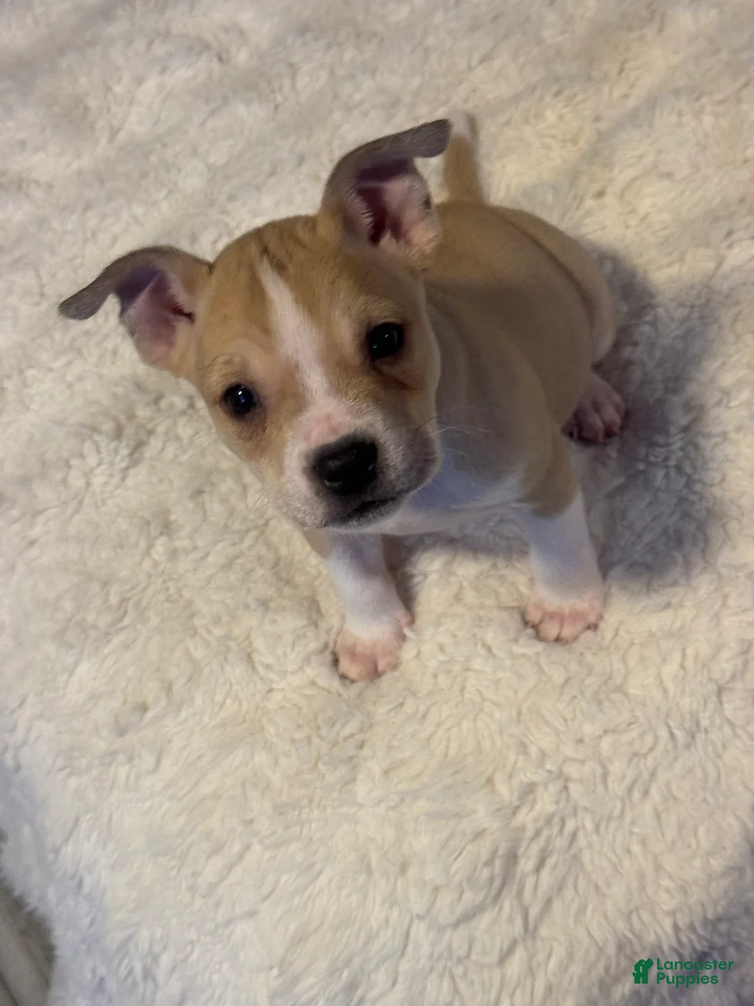 Mixed Breed dogs for sale: Latte - Ad 1