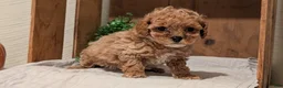 Cockapoo dogs for sale: Emmy - Ad 6