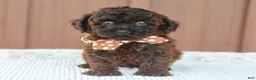 Toy Poodle dogs for sale: Rusty - Ad 3