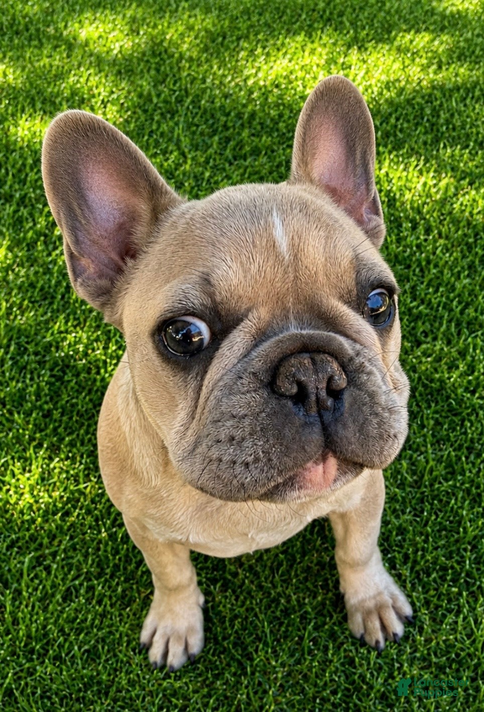 French Bulldog dogs little heifer - Ad 1