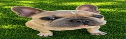 French Bulldog dogs for sale: little heifer - Ad 1