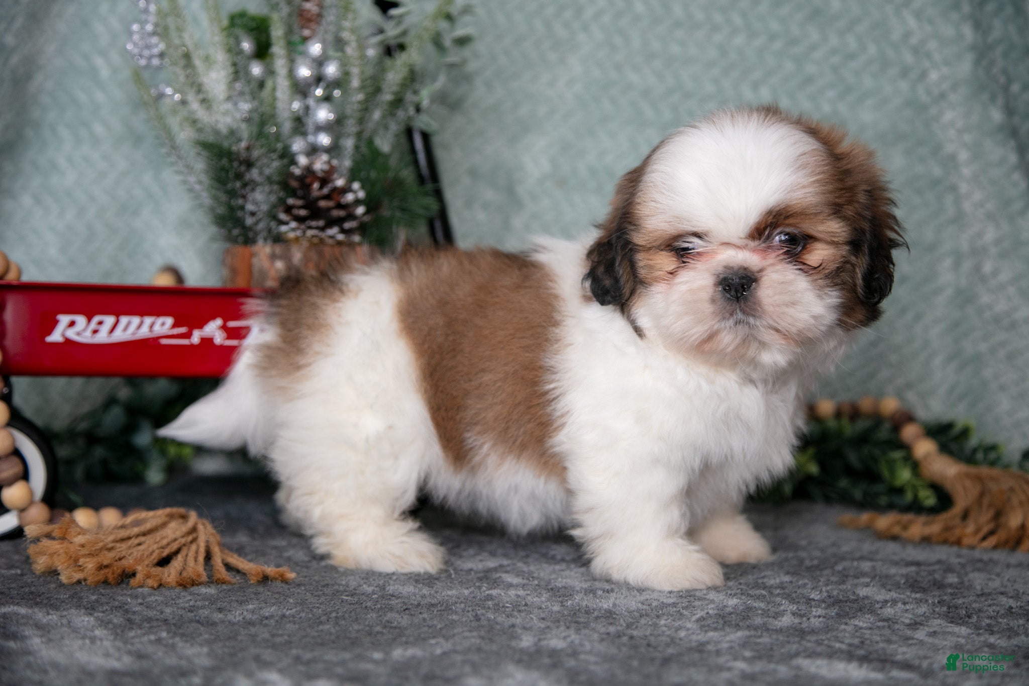 Shih Tzu dogs Lisa - Ad 2