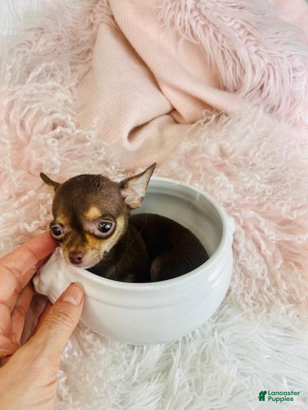 Chihuahua dogs for sale: Chihuahua Puppy 1 - Ad 3