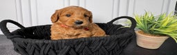 Mini Goldendoodle dogs for sale: Zeus Mini Goldendoodle - Ad 2