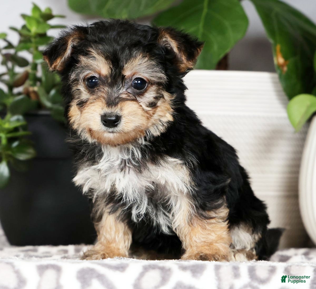 Yochon dogs Yuri - Ad 2