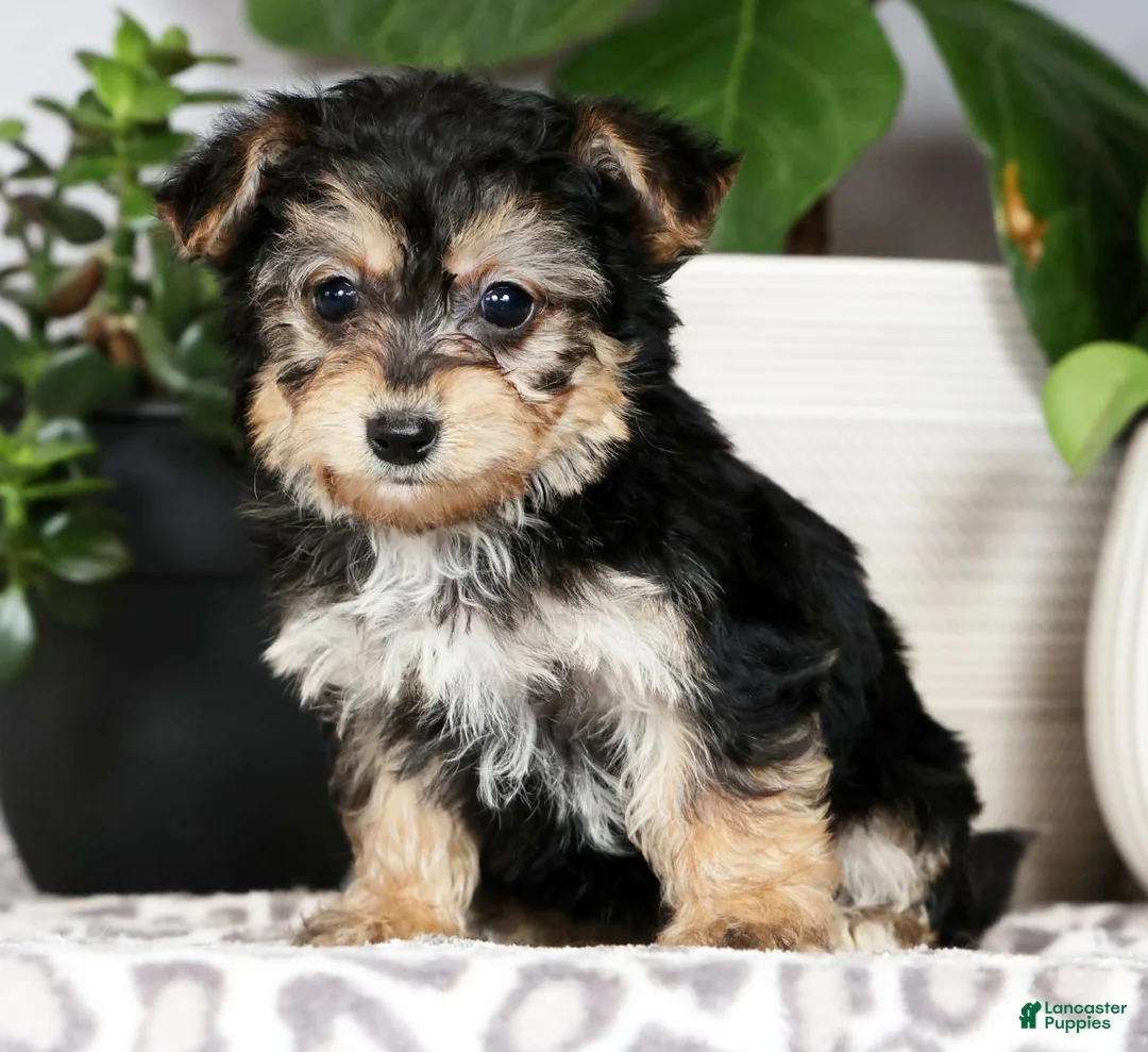 Yochon dogs for sale: Yuri - Ad 2