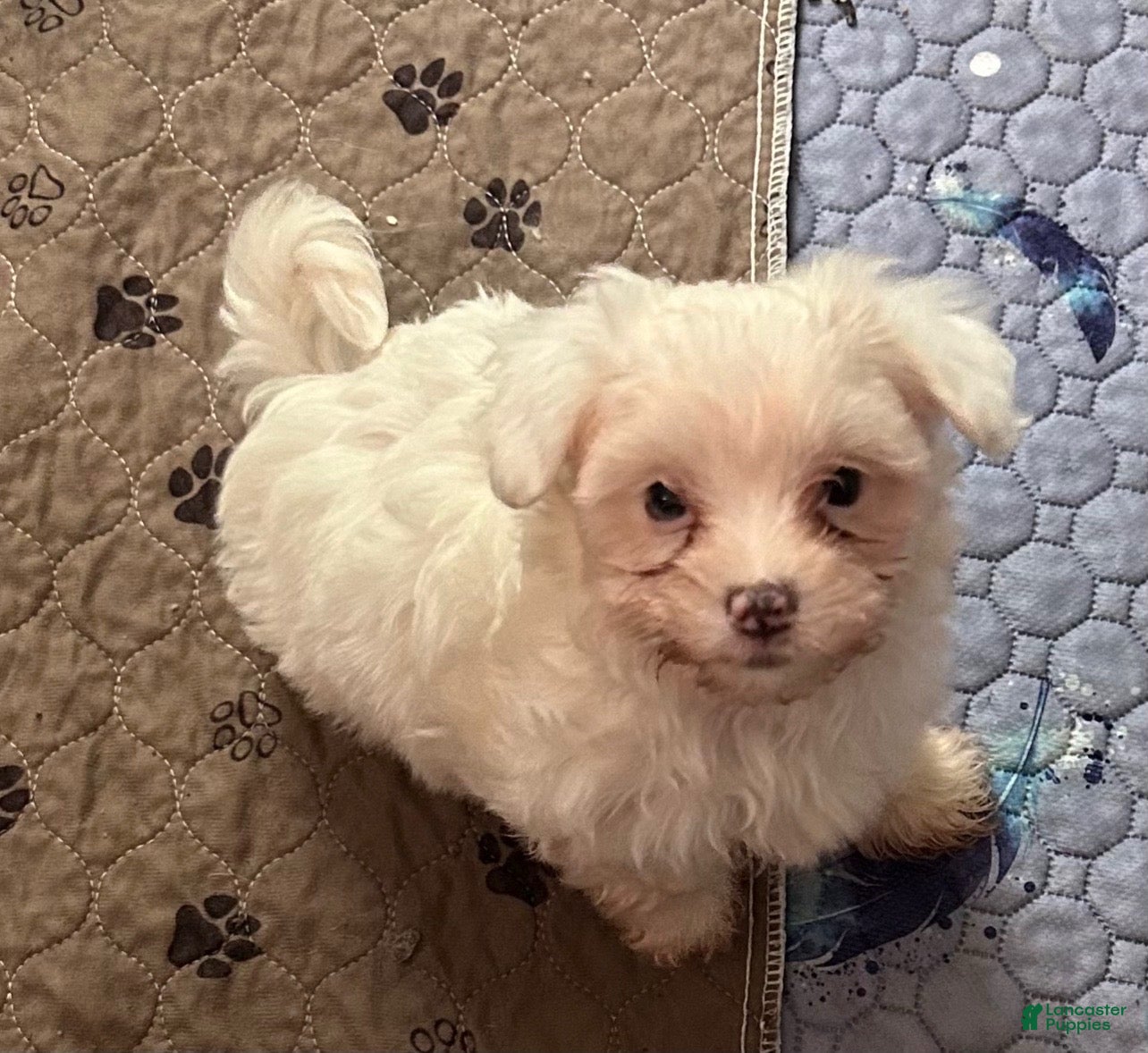Maltipoo dogs Maltipoo Puppy 1 - Ad 22