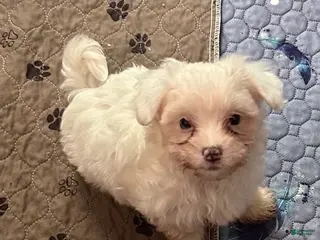 Maltipoo dogs Maltipoo Puppy 1 - Ad 22