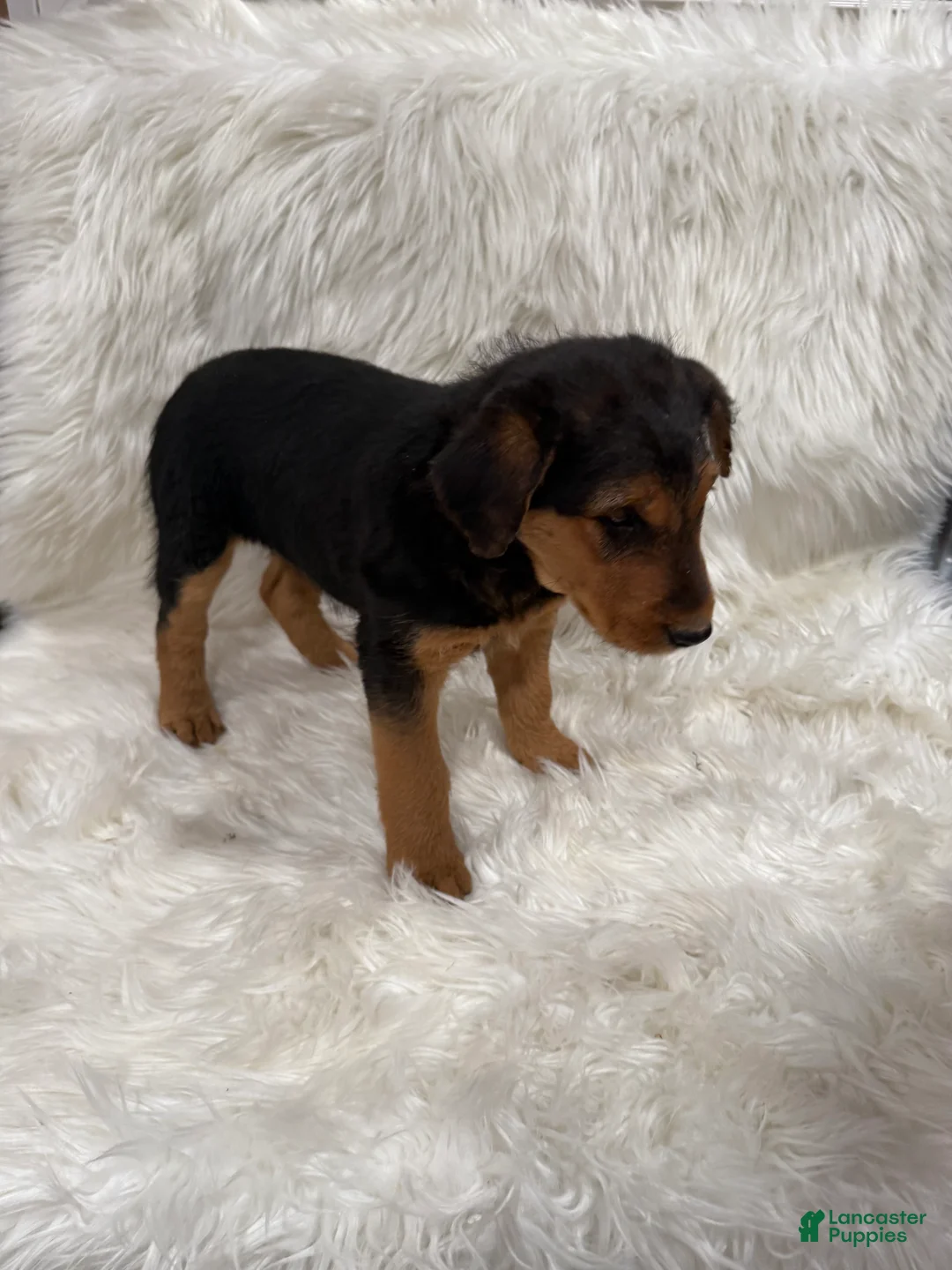 Airedale Terrier dogs for sale: Samantha Airedale Terrier Puppy 2 - Ad 2