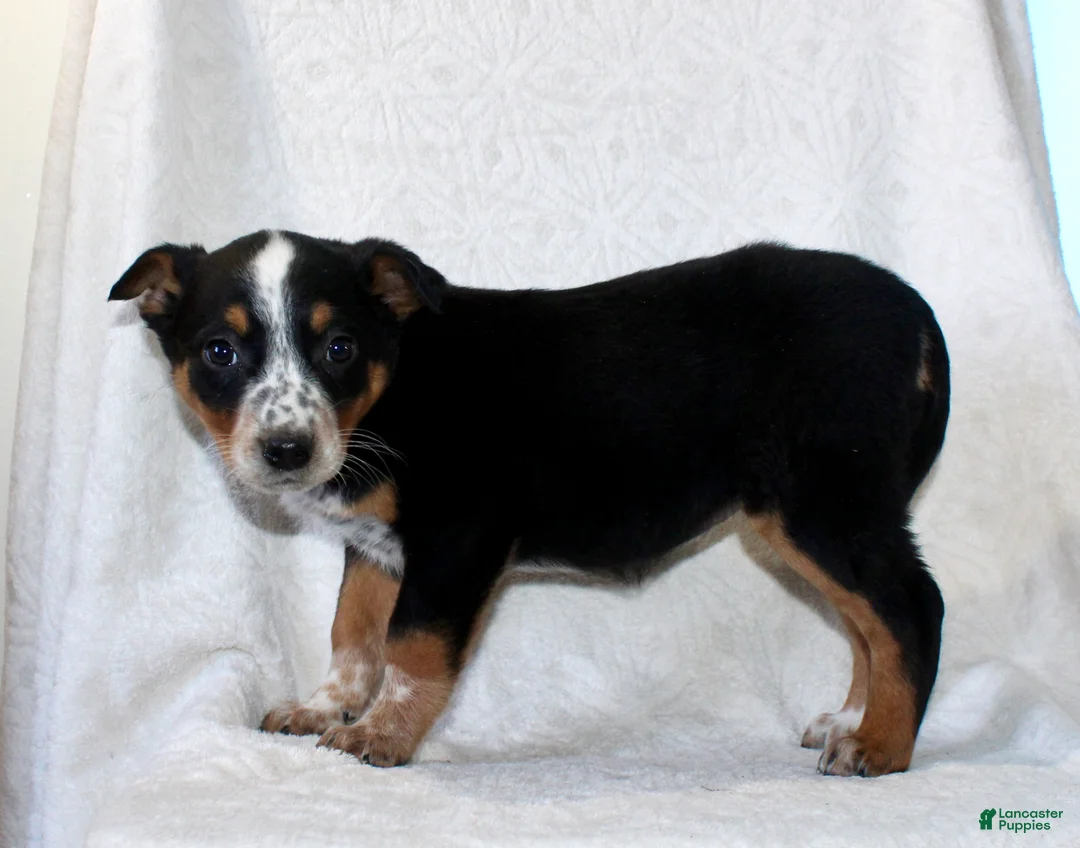 Australian Cattle Dog dogs for sale: Lucy - Ad 4