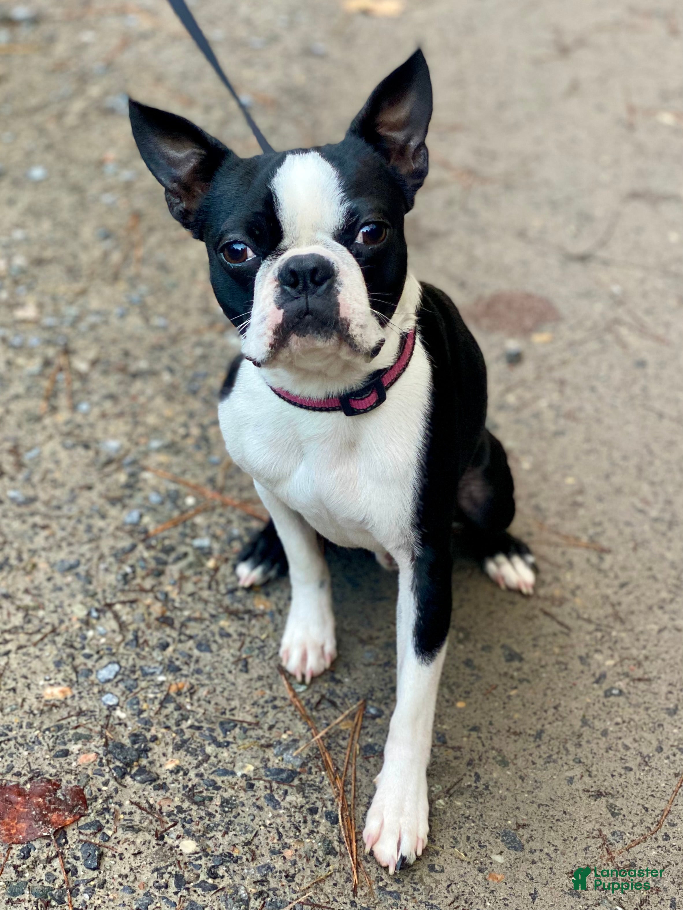 Sir Winston