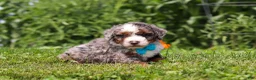 Mini Bernedoodle dogs for sale: Gunner - Ad 2