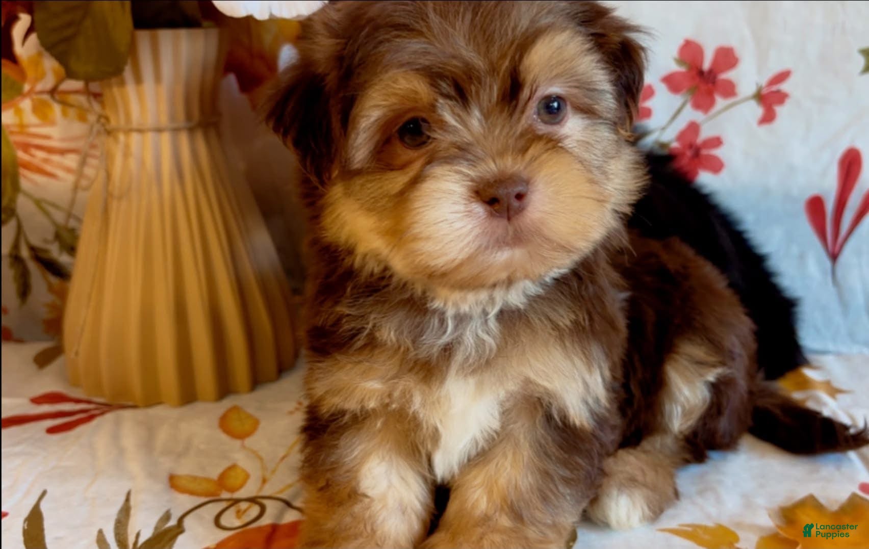 Shorkie dogs Shorkie 2 - Ad 1