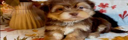 Shorkie dogs for sale: Shorkie 2 - Ad 1