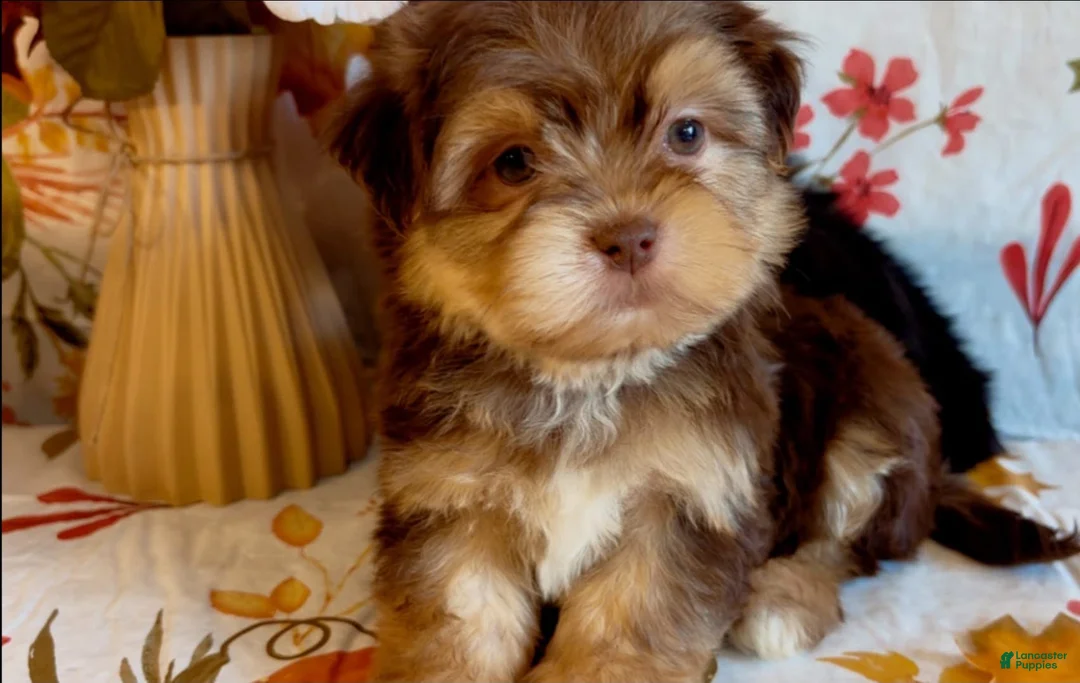 Shorkie dogs for sale: Shorkie 2 - Ad 1