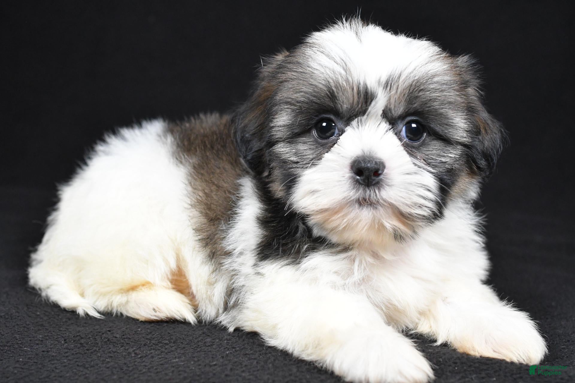 Shih Tzu dogs Gina - Ad 1