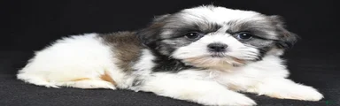 Gina