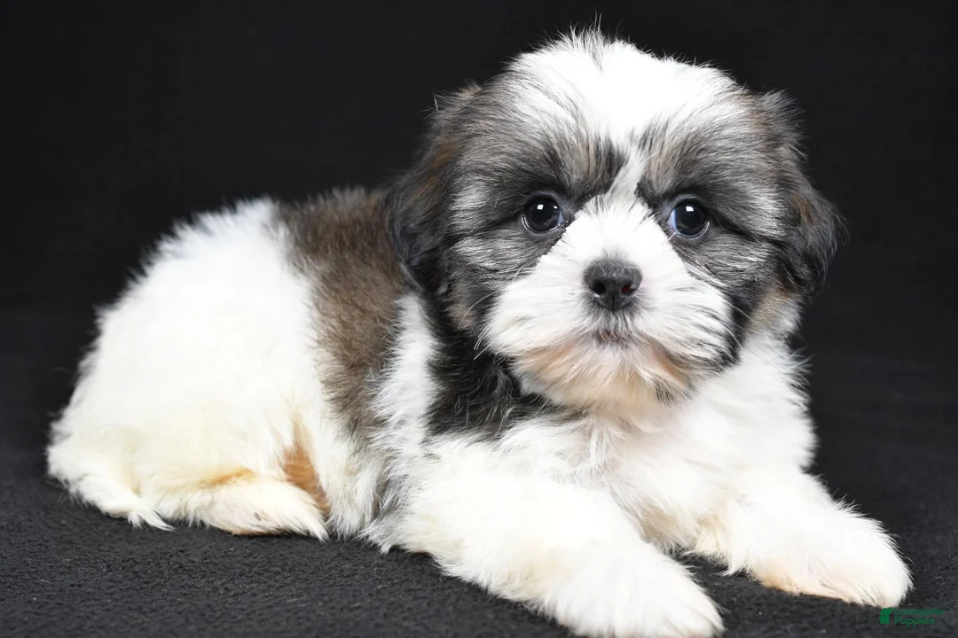 Shih Tzu dogs for sale: Gina - Ad 1