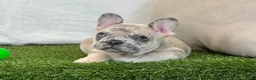 French Bulldog dogs for sale: Duke - Ad 4