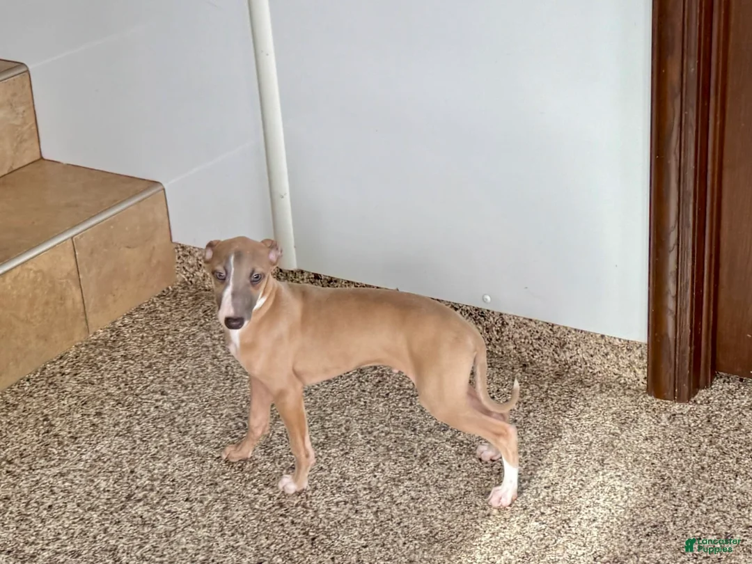 Italian Greyhound dogs for sale: Derek - Ad 4