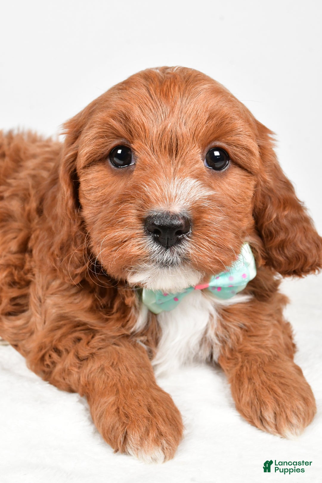 Cavapoo dogs for sale: Austin - Ad 4