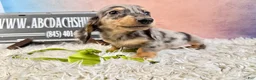 Miniature Dachshund dogs for sale: AKC Russian- Pra clear - Ad 8