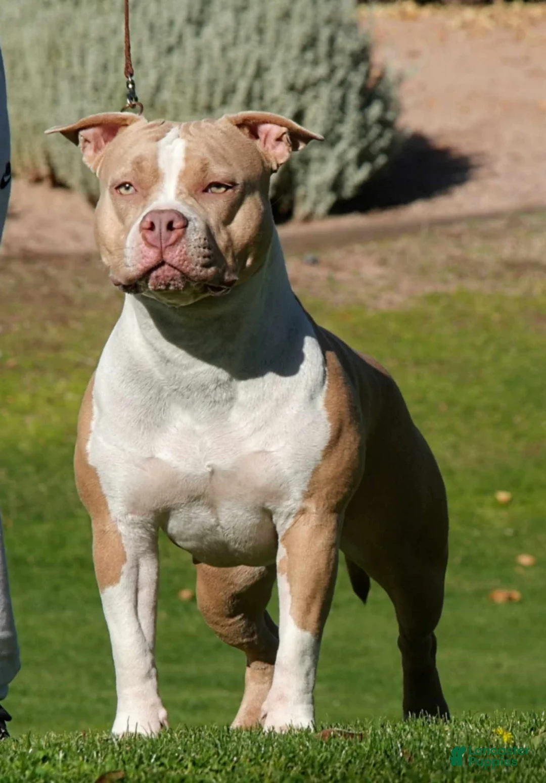 American Bully dogs for sale: American Bully Puppy 1 - Ad 11