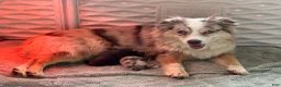 Australian Shepherd dogs for sale: Australian Shepherd 2 - Ad 9
