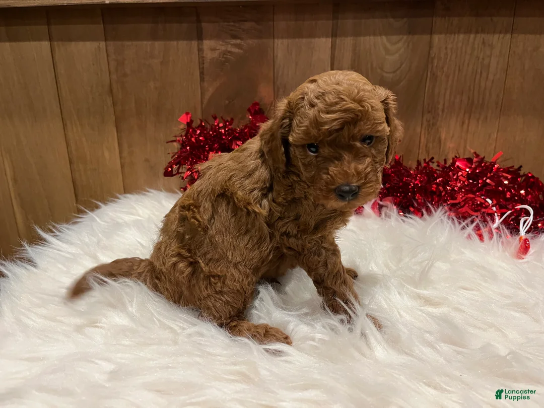 Toy Poodle dogs for sale: Toy Poodle Puppy 1 - Ad 4