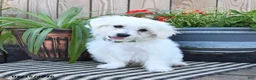 Mixed Breed dogs for sale: Olaf - Ad 3