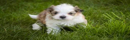 Havanese dogs for sale: Erma Havanese Puppy  - Ad 4