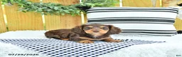 Miniature Dachshund dogs for sale: Charger - Ad 3