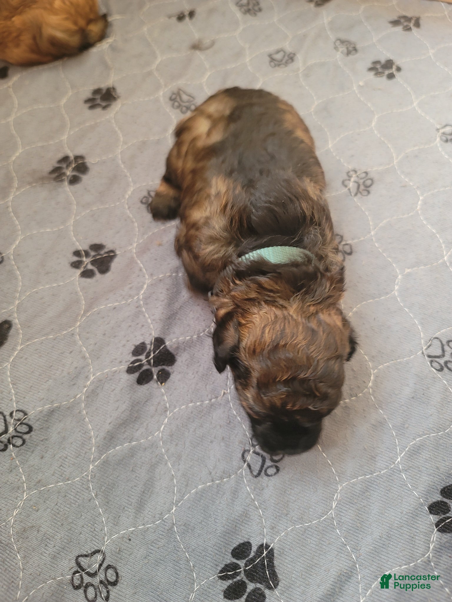 Shihpoo dogs for sale: Shihpoo Puppy 1 - Ad 2