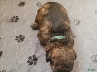 Shihpoo dogs for sale: Shihpoo Puppy 1 - Ad 2