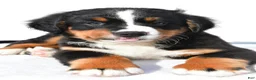 Bernese Mountain Dog dogs for sale: Piper - Ad 6