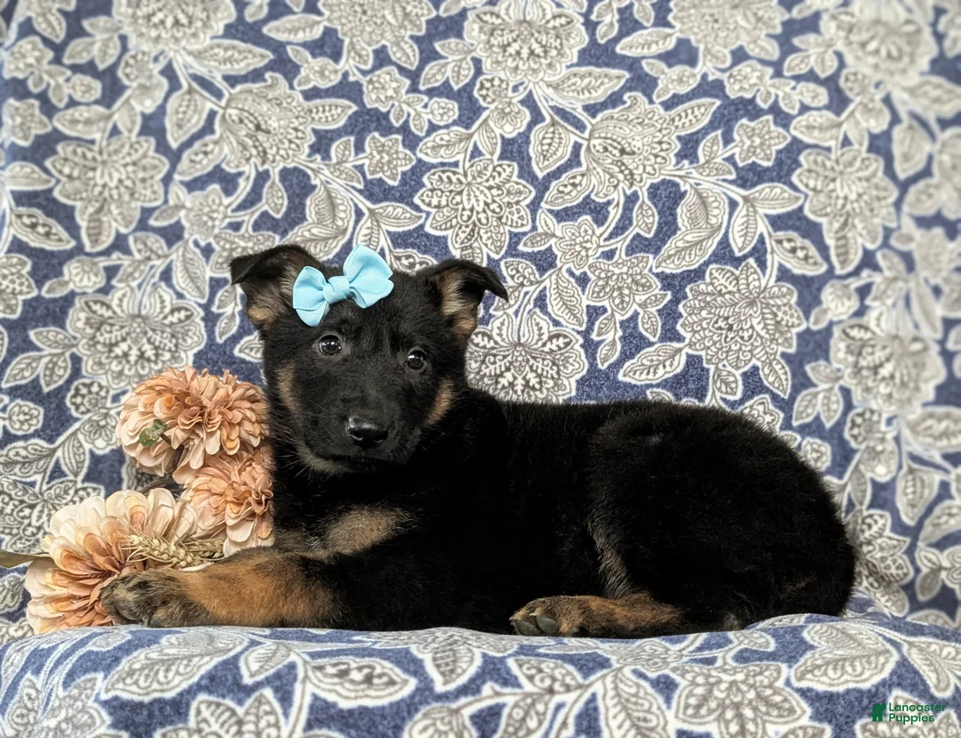 German Shepherd dogs for sale: Deandra - Ad 4